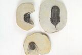 Lot: Misc Devonian Trilobites From Morocco - Pieces #138367-2